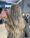 Retoque de Raiz no Alto Ipiranga, Mogi das Cruzes - Gloss Hair